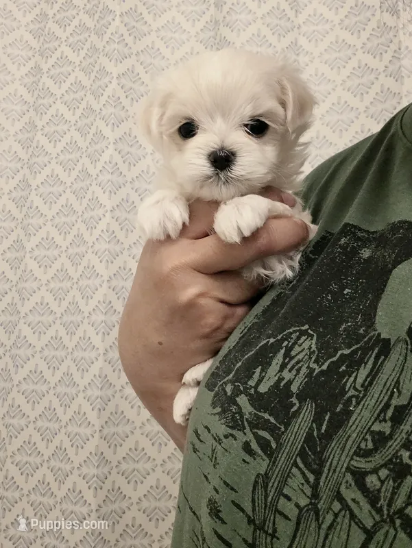 Girl 5 – Maltese puppy on hold in Fresno, CA