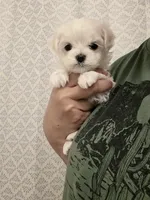 Girl 5, a female Maltese for sale in Fresno, CA – 1 of 1