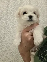 Male 4, a male Maltese for sale in Fresno, CA – 1 of 1