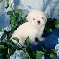 Mickey, a male Maltese for sale in Fresno, CA – 4 of 4
