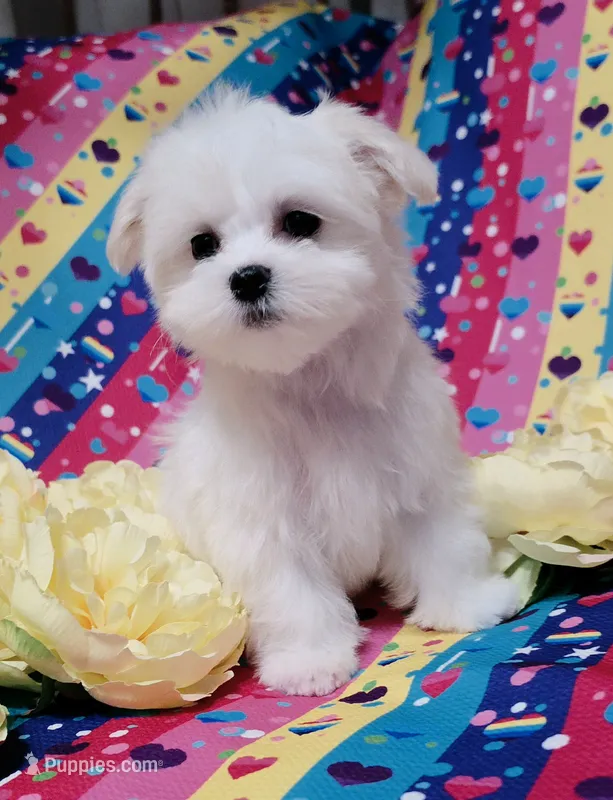 Femal 2 – Maltese puppy for sale in Fresno, CA