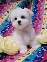 Femal 2, a female Maltese for sale in Fresno, CA – 1 of 2