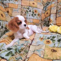 Spottie, a female Cavalier King Charles Spaniel for sale in Fresno, CA – Photo 10 of 10