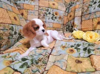 processed/dcb5cd50-c2c1-444f-8286-e43b0ebf3051/listing/e0cd3f0a-f60e-4218-8558-5829a49e0855/00407e14-cf4f-4291-bd6e-7b8c4c31590f