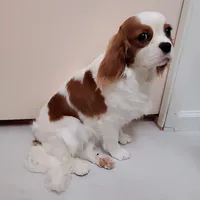 Spottie, a female Cavalier King Charles Spaniel for sale in Fresno, CA – Photo 3 of 10