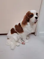 processed/dcb5cd50-c2c1-444f-8286-e43b0ebf3051/listing/e0cd3f0a-f60e-4218-8558-5829a49e0855/09e7edab-c249-4f41-af22-d7de5651c3c6