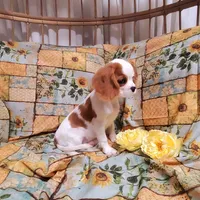 Spottie, a female Cavalier King Charles Spaniel for sale in Fresno, CA – Photo 9 of 10