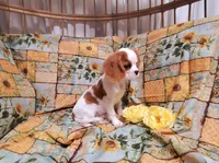 processed/dcb5cd50-c2c1-444f-8286-e43b0ebf3051/listing/e0cd3f0a-f60e-4218-8558-5829a49e0855/0c35df52-fef7-4559-9be3-42eb8e7ed1d3