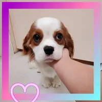 Spottie, a female Cavalier King Charles Spaniel for sale in Fresno, CA – Photo 1 of 10