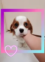 processed/dcb5cd50-c2c1-444f-8286-e43b0ebf3051/listing/e0cd3f0a-f60e-4218-8558-5829a49e0855/3085fd44-a152-4533-bb71-ed9e20e397c2