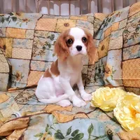 Spottie, a female Cavalier King Charles Spaniel for sale in Fresno, CA – Photo 8 of 10