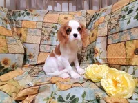 processed/dcb5cd50-c2c1-444f-8286-e43b0ebf3051/listing/e0cd3f0a-f60e-4218-8558-5829a49e0855/3f16ec34-d69e-465b-a340-b5a84539ccba