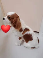 processed/dcb5cd50-c2c1-444f-8286-e43b0ebf3051/listing/e0cd3f0a-f60e-4218-8558-5829a49e0855/8f485fd5-8af7-4744-95f5-1584ff96a3ce