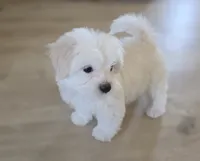 Sweet Girl, a female Maltipoo and Maltese for sale in Fresno, CA – 8 of 8