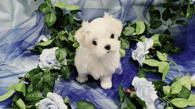 Minnie, a female Maltese for sale in Fresno, CA – 5 of 5