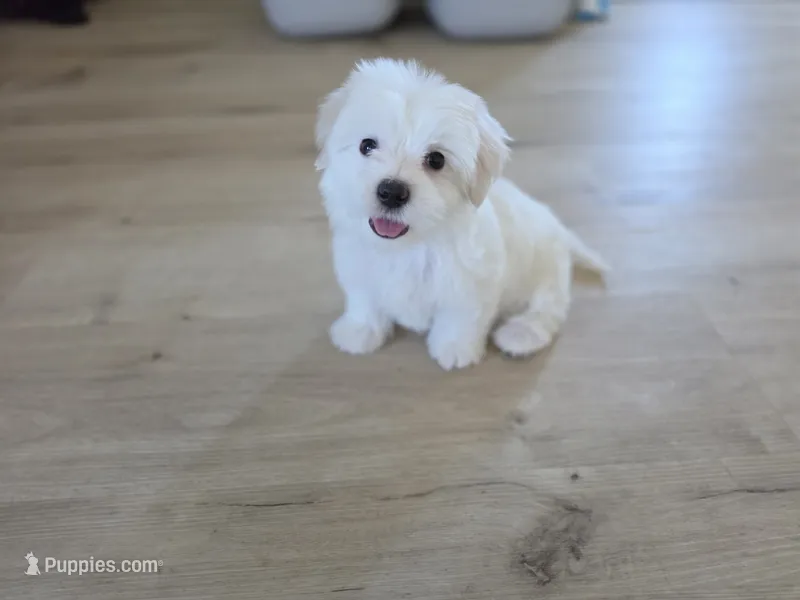 Sweet Girl – Maltipoo, Maltese puppy for sale in Fresno, CA