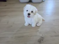 Sweet Girl, a female Maltipoo and Maltese for sale in Fresno, CA – 1 of 8