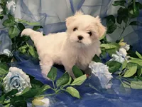 Minnie, a female Maltese for sale in Fresno, CA – 4 of 5