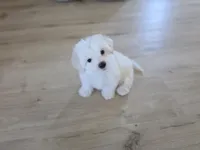Sweet Girl, a female Maltipoo and Maltese for sale in Fresno, CA – 6 of 8