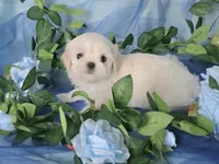 Mickey, a male Maltese for sale in Fresno, CA – 2 of 4