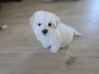 Sweet Girl, a female Maltipoo and Maltese for sale in Fresno, CA – 5 of 8