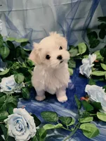 Minnie, a female Maltese for sale in Fresno, CA – 2 of 5