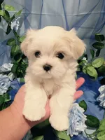 Minnie, a female Maltese for sale in Fresno, CA – 3 of 5