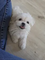 Silly Girl, a female Maltipoo and Maltese for sale in Fresno, CA – 2 of 5