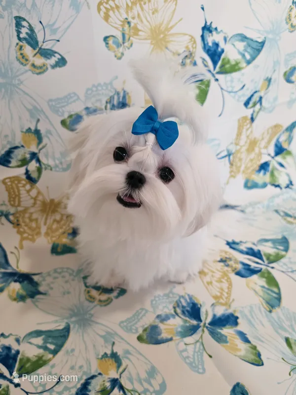 Rocket – Maltese puppy for sale in Fresno, CA