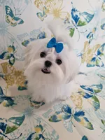 Rocket, a male Maltese for sale in Fresno, CA – 1 of 10