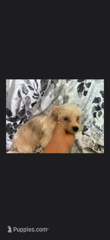 Mochi – Yorkshire Terrier puppy for sale in Orlando, FL