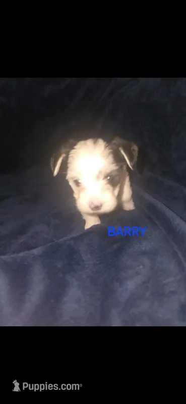 Barry – Yorkshire Terrier puppy for sale in Orlando, FL