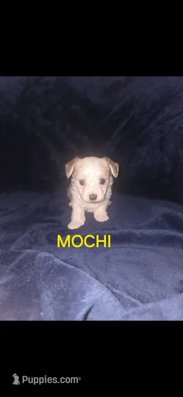 Mochi – Yorkshire Terrier puppy for sale in Orlando, FL