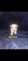 Mochi, a male Yorkshire Terrier for sale in Orlando, FL – 1 of 3