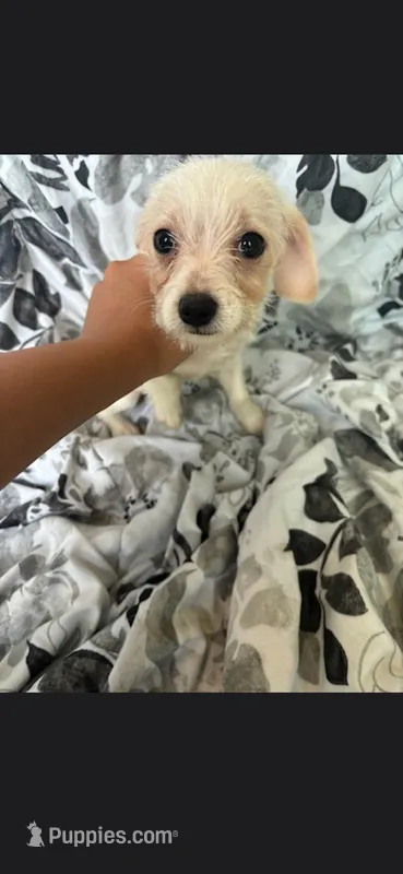 Luna – Yorkshire Terrier puppy for sale in Orlando, FL