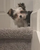 Bentley, a male Yorkshire Terrier for sale in Orlando, FL – Photo 1 of 2