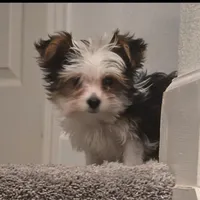 Bentley, a male Yorkshire Terrier for sale in Orlando, FL – Photo 2 of 2