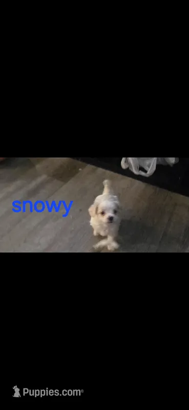 Snowy – Yorkshire Terrier puppy for sale in Orlando, FL