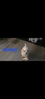 Snowy, a male Yorkshire Terrier for sale in Orlando, FL – 1 of 3