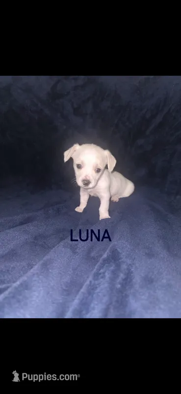 Luna – Yorkshire Terrier puppy for sale in Orlando, FL