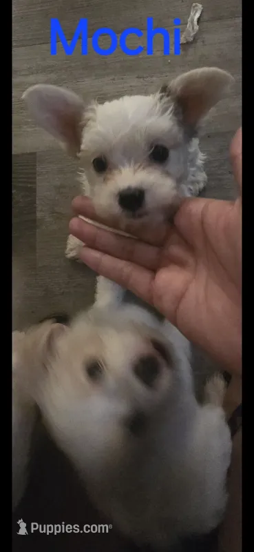Mochi – Yorkshire Terrier puppy for sale in Orlando, FL