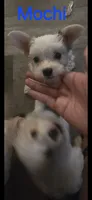Mochi, a male Yorkshire Terrier for sale in Orlando, FL – 1 of 4