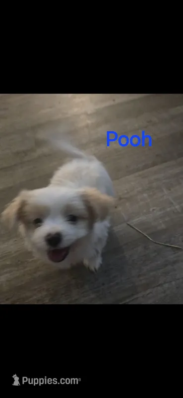 Pooh – Yorkshire Terrier puppy for sale in Orlando, FL