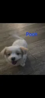 Pooh, a male Yorkshire Terrier for sale in Orlando, FL – 1 of 3