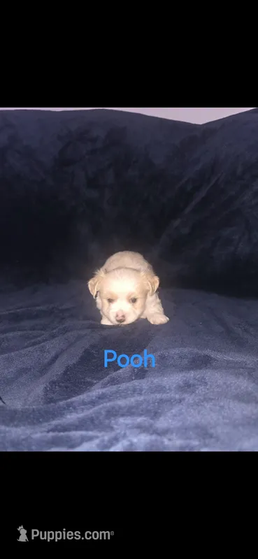 Pooh – Yorkshire Terrier puppy for sale in Orlando, FL