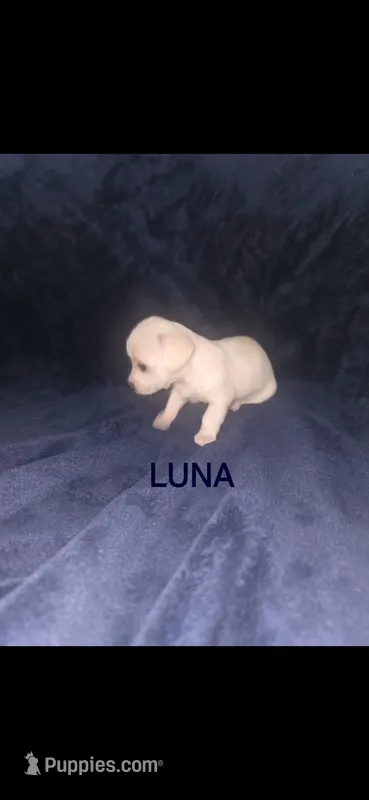 Luna – Yorkshire Terrier puppy for sale in Orlando, FL