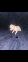 Luna, a female Yorkshire Terrier for sale in Orlando, FL – 1 of 2