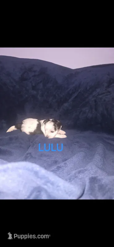 Lulu – Yorkshire Terrier puppy for sale in Orlando, FL