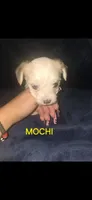 Mochi, a male Yorkshire Terrier for sale in Orlando, FL – 2 of 3