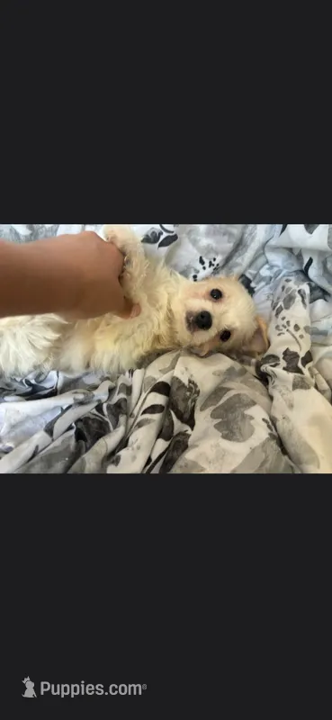 Snowy – Yorkshire Terrier puppy for sale in Orlando, FL